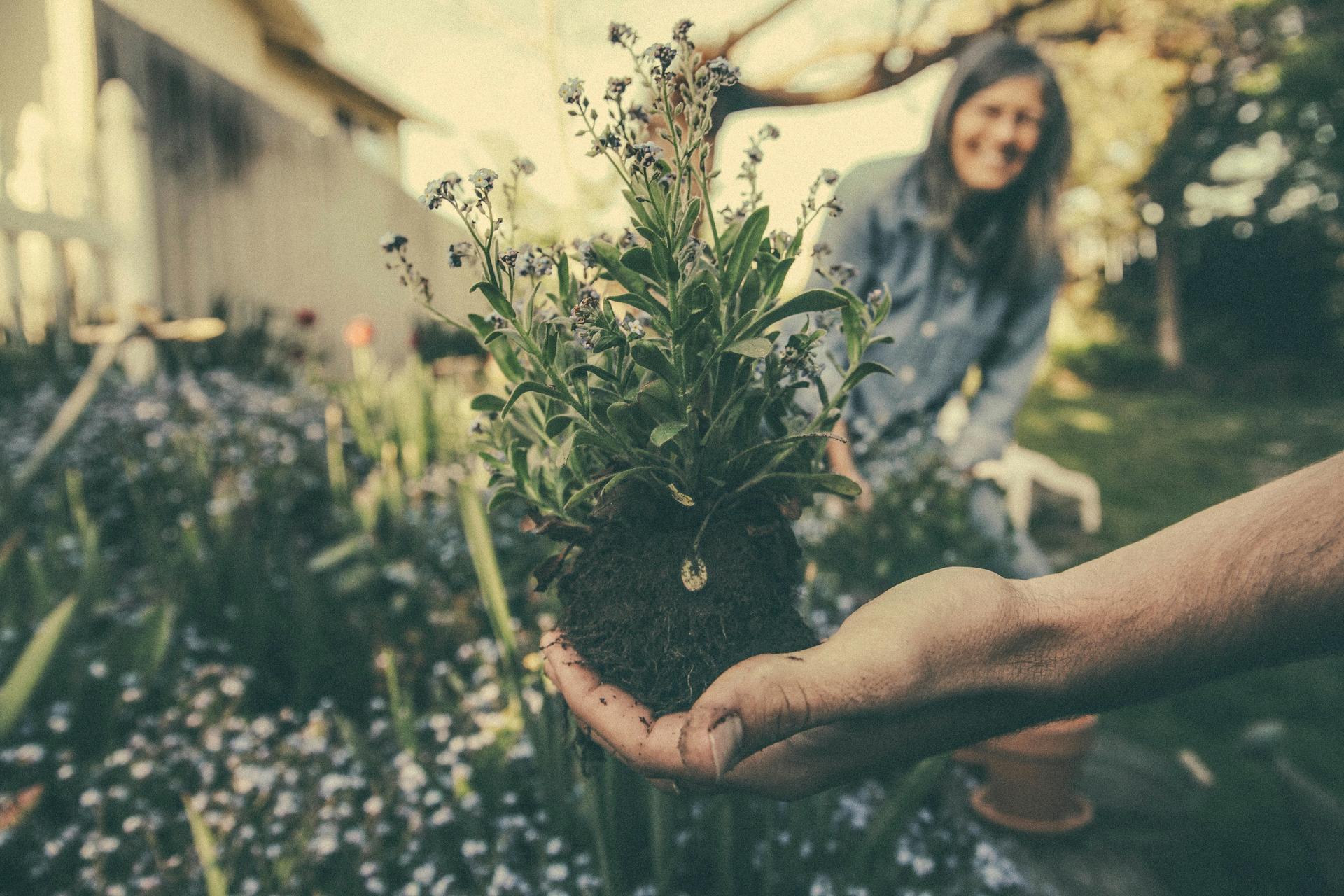 un homme qui tient un plant devant une femme qui sourit